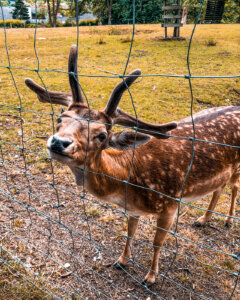 Tiergehege am Wildgatter