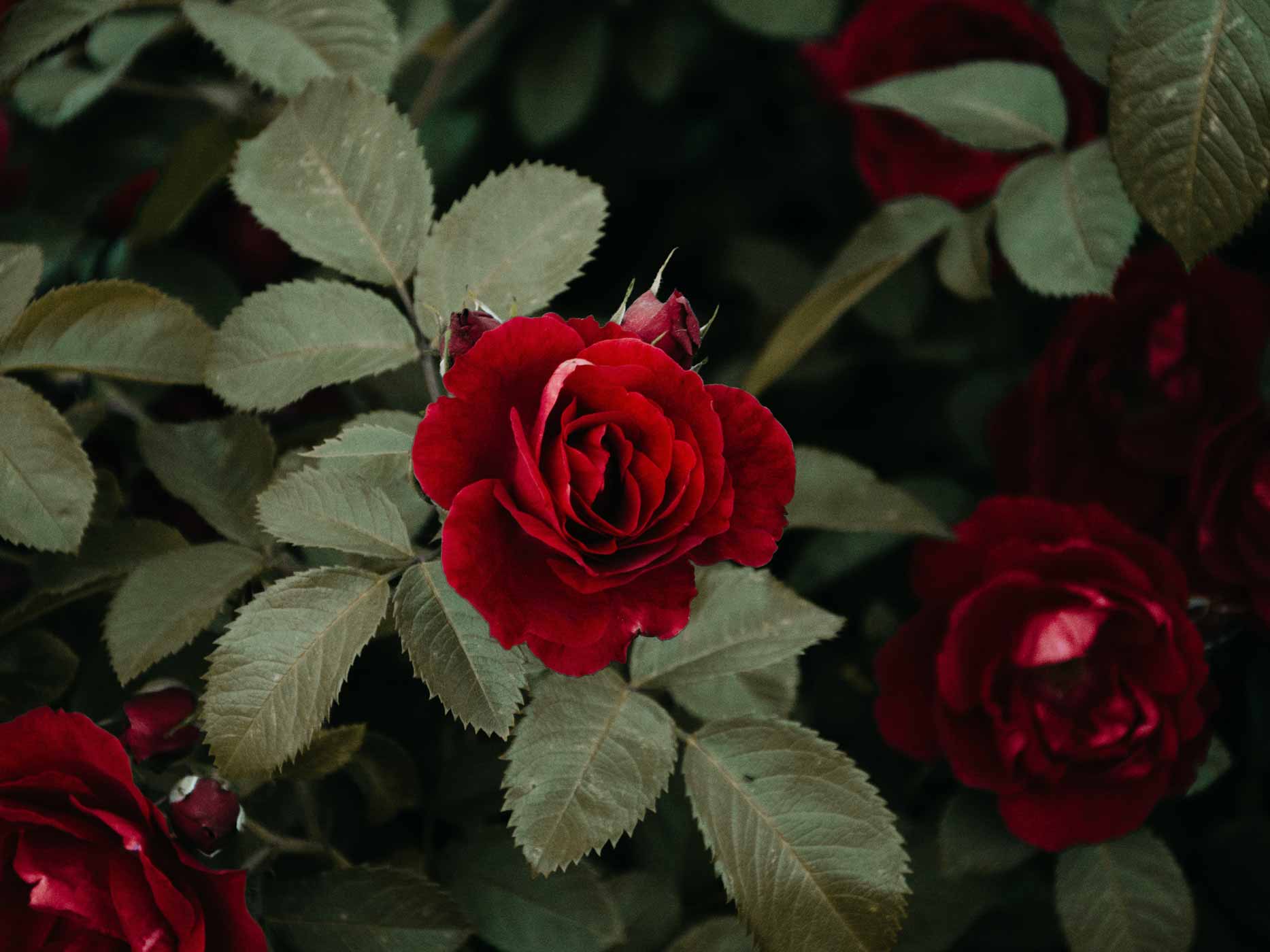 Blühende rote Rosen