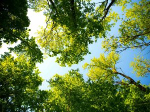 parks-in-hildesheim Von unten sind Baumkronen und der Himmel zu sehen