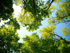 Von unten sind Baumkronen und der Himmel zu sehen