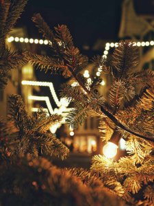 Blick durch Tannennadeln auf eine weihnachtliche Beleuchtung in der Stadt