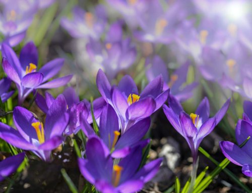 Frühling in Hildesheim: Auf diese 5 Dinge freuen wir uns