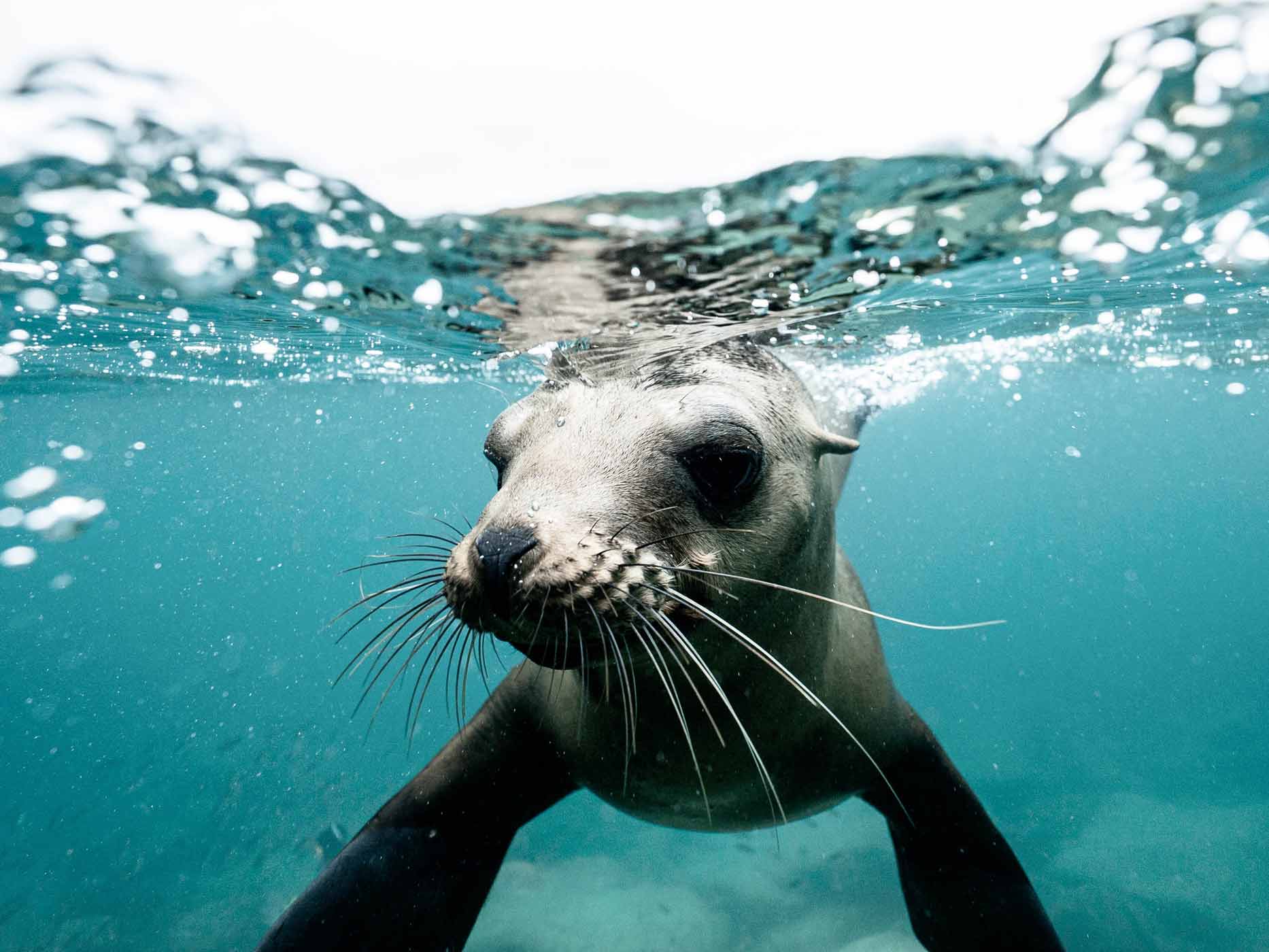Niedlicher Seehund unter der Wasseroberfläche, der in die Kamera guckt