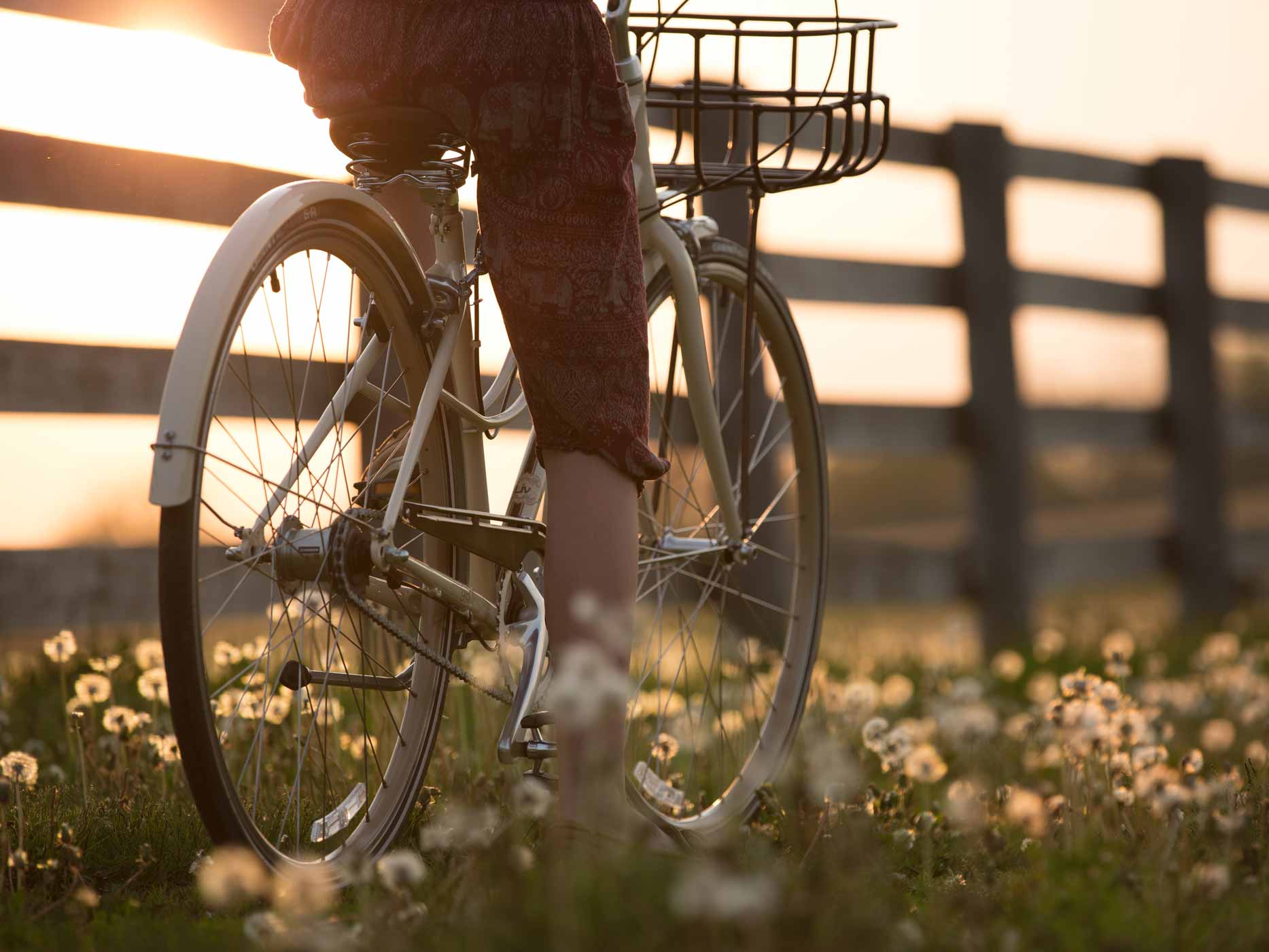 Fahrrad fährt zwischen Blumenwiese und Zaun in den Sonnenuntergang hinein