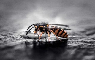 Nahaufnahme von einer bedrohlich wirkenden Wespe an einem Wassertropfen