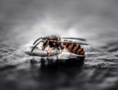 Plagegeister im Sommer: Das hilft gegen Wespen, Mücken & Co.