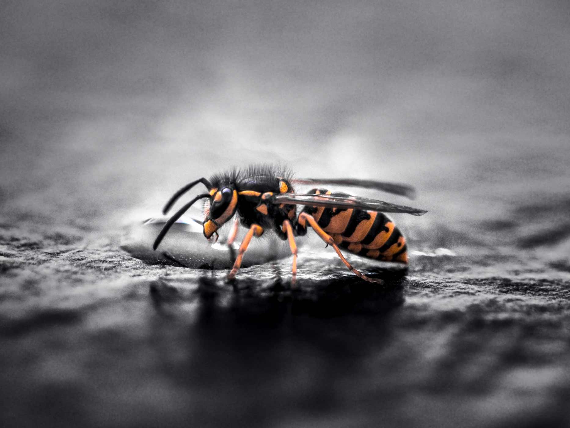 Nahaufnahme von einer bedrohlich wirkenden Wespe an einem Wassertropfen