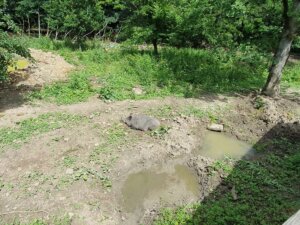 Wildschwein liegt im Hildesheimer Wildgatter in der Sonne.