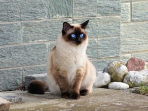 Katze mit blauen Augen sitzt vor einem Steinbeet am Haus