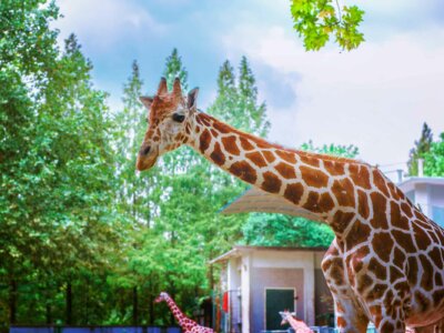 Eine Giraffe steht inmitten von grünen Bäumen 