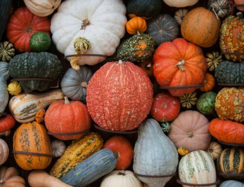 Kürbissaison: 5 Rezepte für einen schmackhaften Herbst