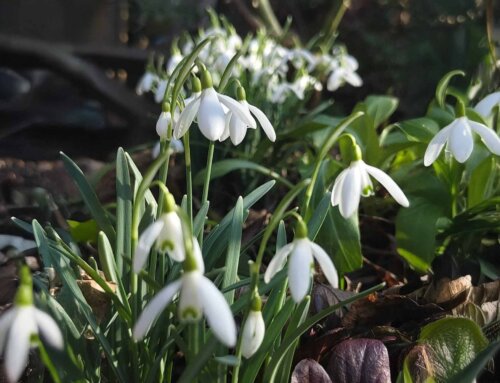 Frühling in Hildesheim – Die schönsten Ausflugsziele für Naturfreunde, Entdecker und Genießer!