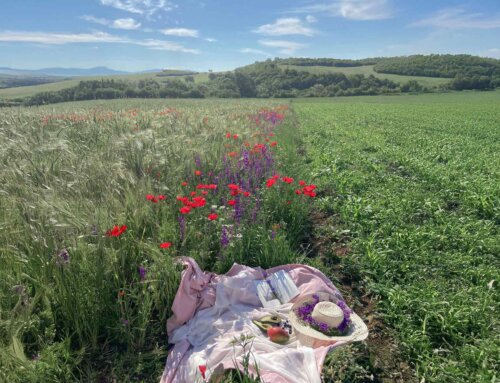 Ausflugsziele im Sommer rund um Hildesheim