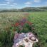 Ein Feld auf dem eine Picknickdecke ausgebreitet ist. Es ist ein schöner Sommertag.