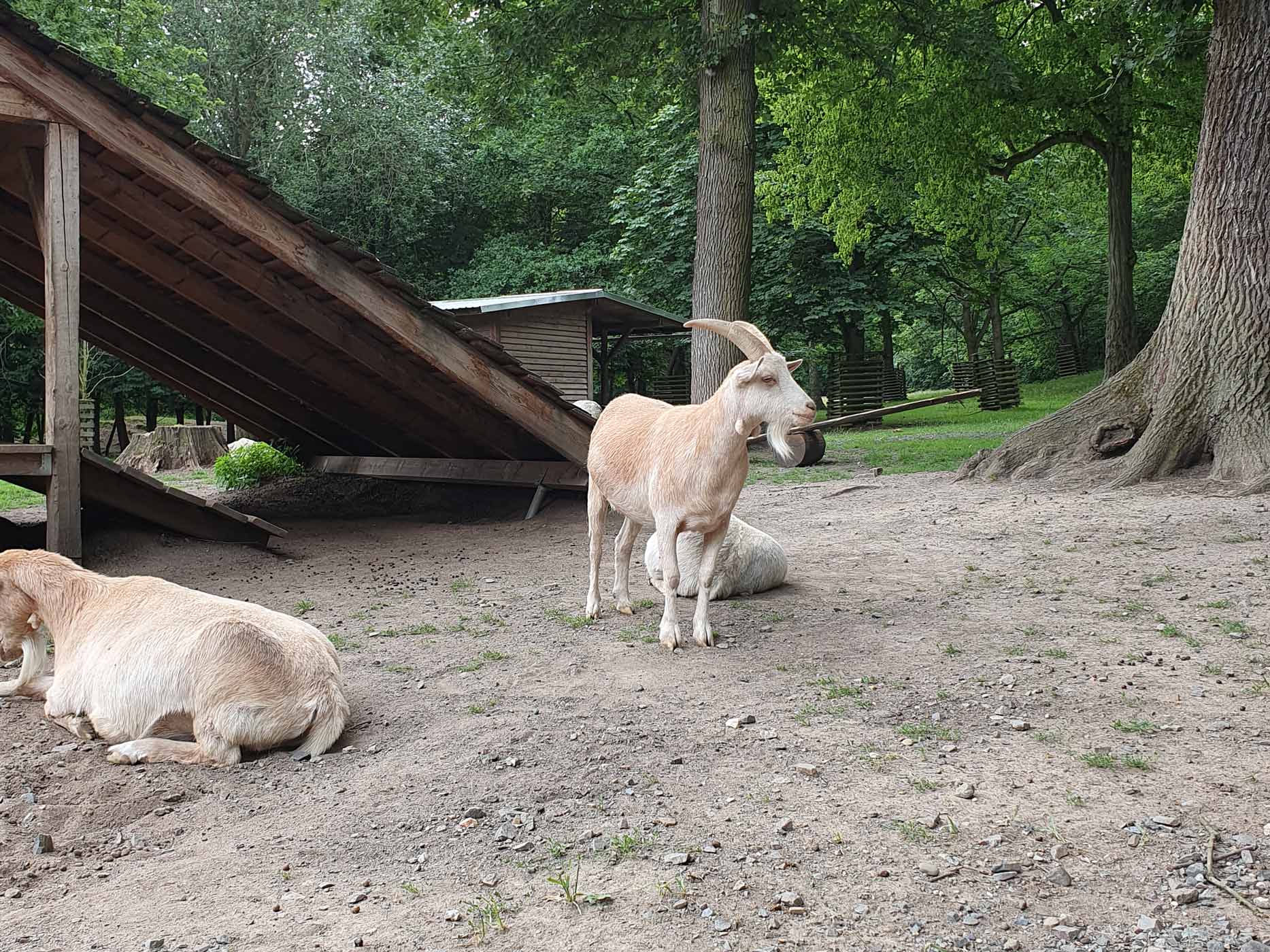 Ausflugsziel Hildesheim Wildgatter Sicht auf eine stehende und eine liegende Ziege im Hildesheimer Wildgatter